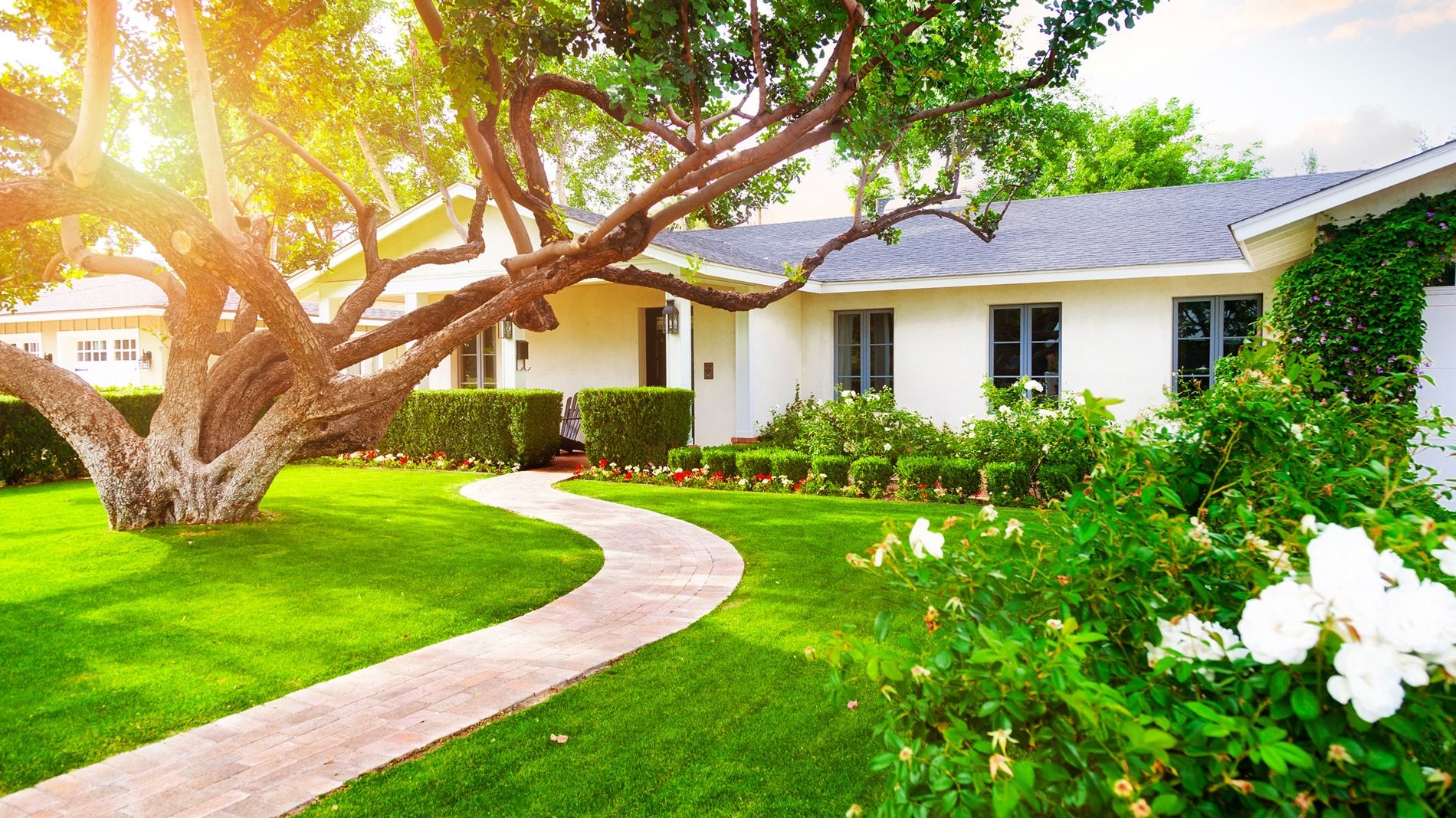 elagage des arbres - exemple d'un grand arbre