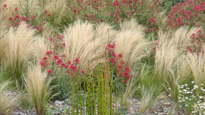 jardin graminees